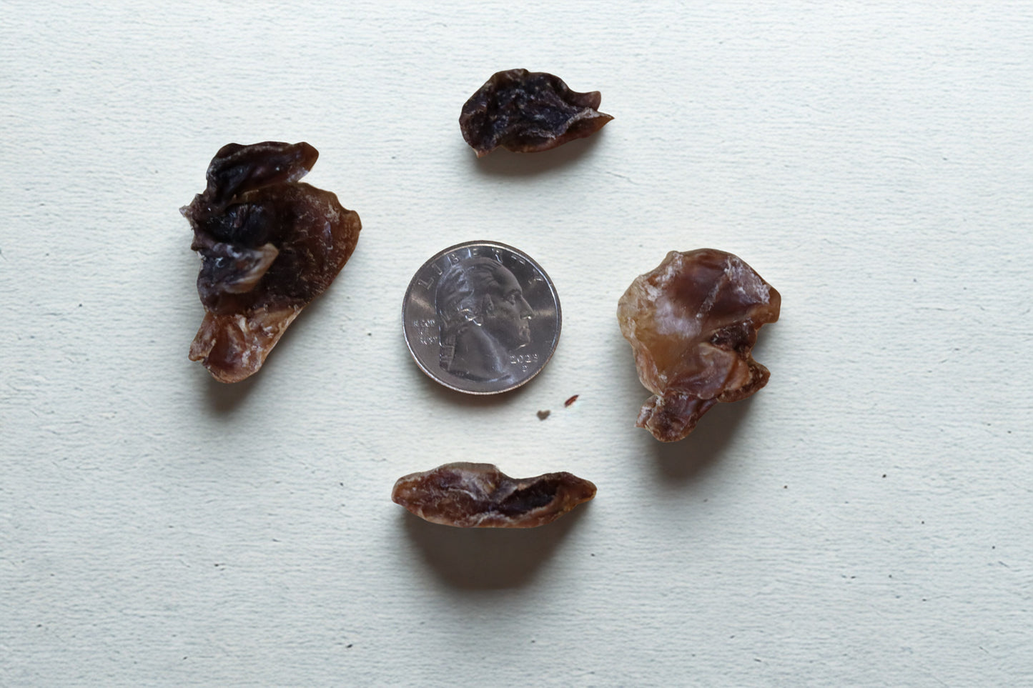 Tip N' Chip Chick'n Gizzard Dog Treats